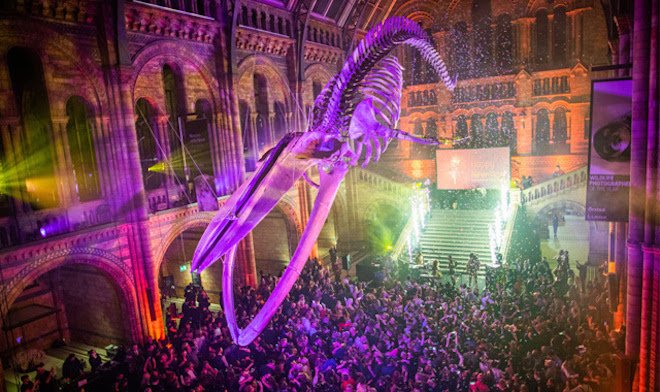 Festive New Year's Eve celebration at the Natural History Museum in London with stunning lights and elegant decorations