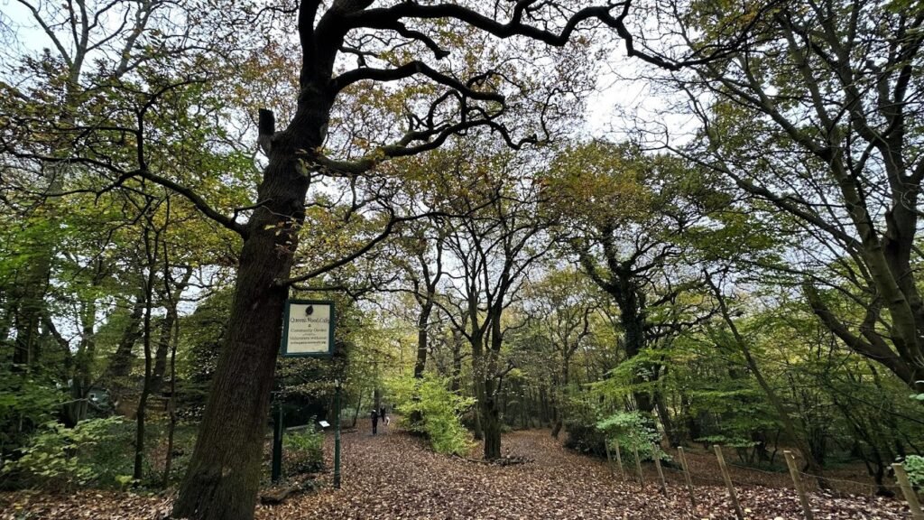 Queen’s Wood Café Sign in Highgate Woods – Hidden Café in London A wooden sign attached to a tree in Highgate Woods, London, directing visitors to Queen’s Wood Café, a hidden woodland café surrounded by nature.