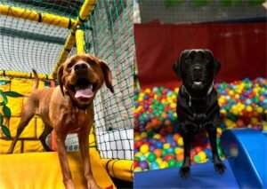 Dog enjoying playtime in a private indoor dog park at Soft Paws Play Centre in Southport, UK